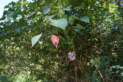 Solanum seaforthianum