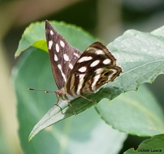 Dynamine postverta postverta