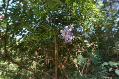 Solanum seaforthianum