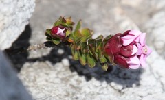 Sonderothamnus petraeus