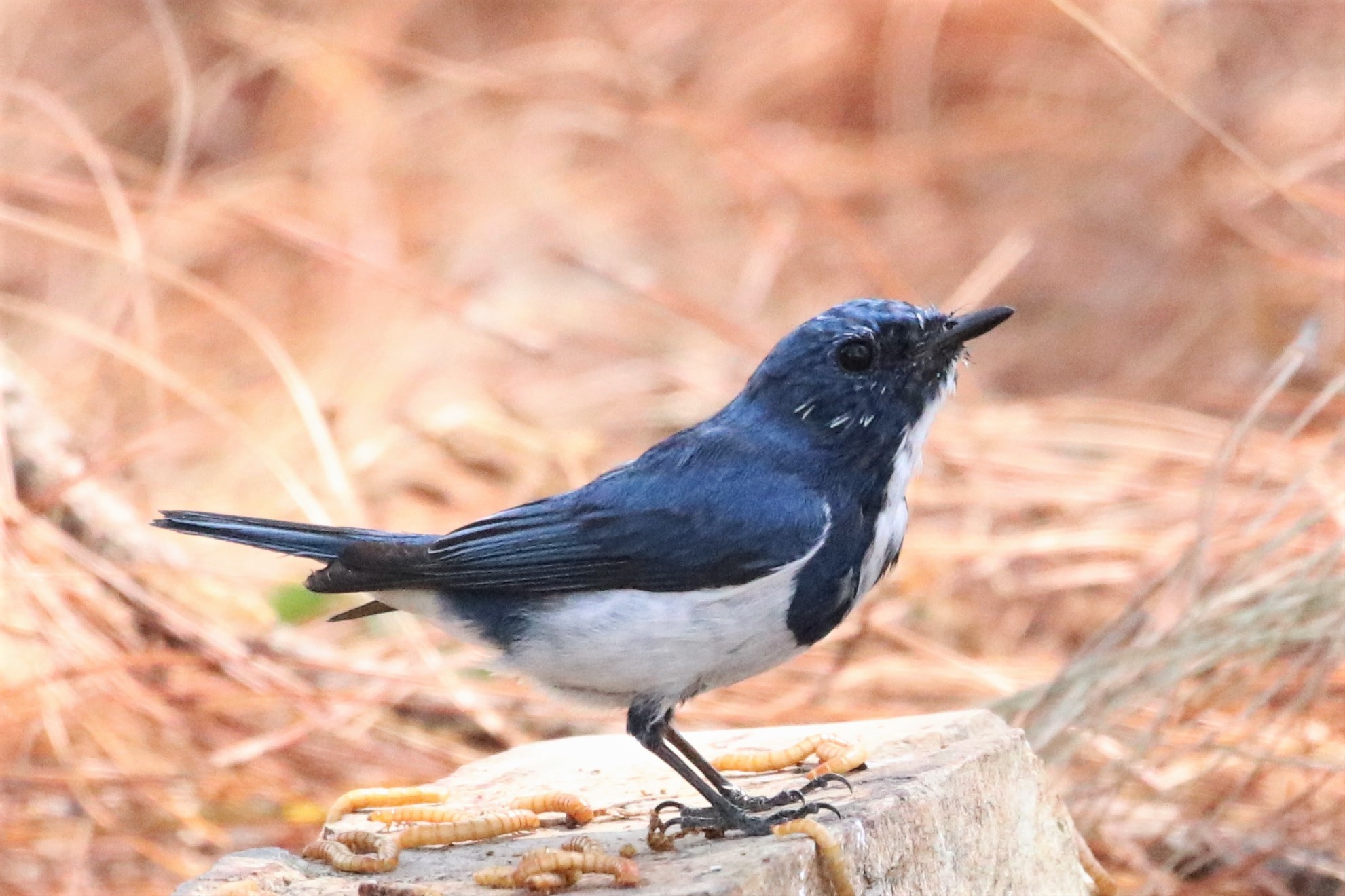 Ultramarine Flycatcher