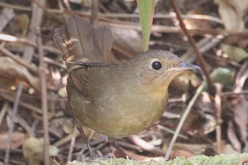White-bellied Redstart (Luscinia phaenicuroides), photo 5