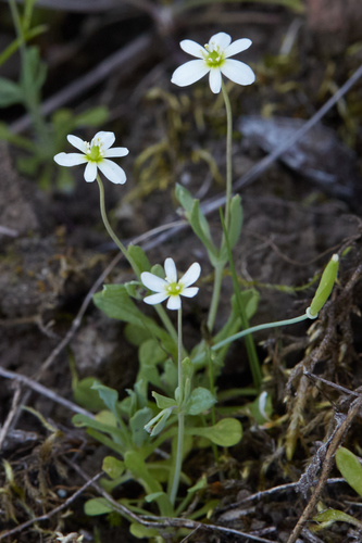white fairypoppy (Meconella oregana)