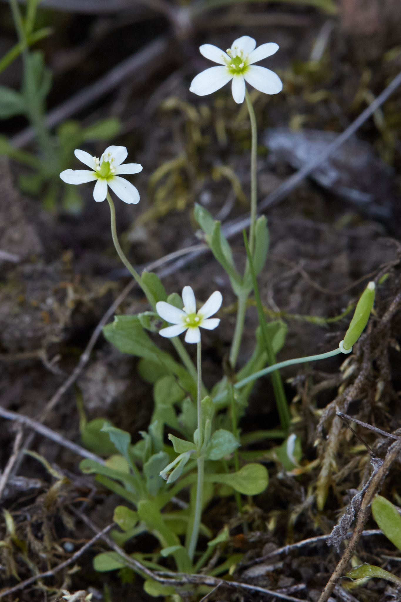 Meconella oregana