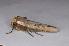 Xylena thoracica