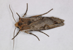Xylena thoracica