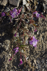 Clarkia breweri