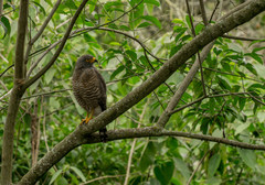 Rupornis magnirostris