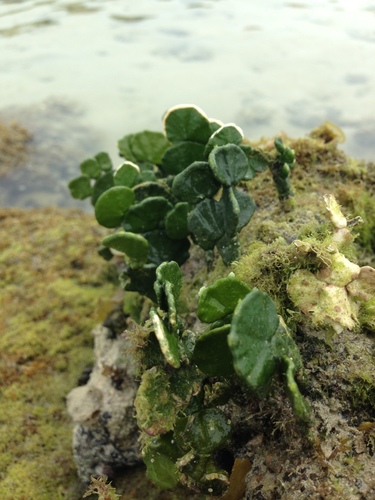 Halimeda macroloba