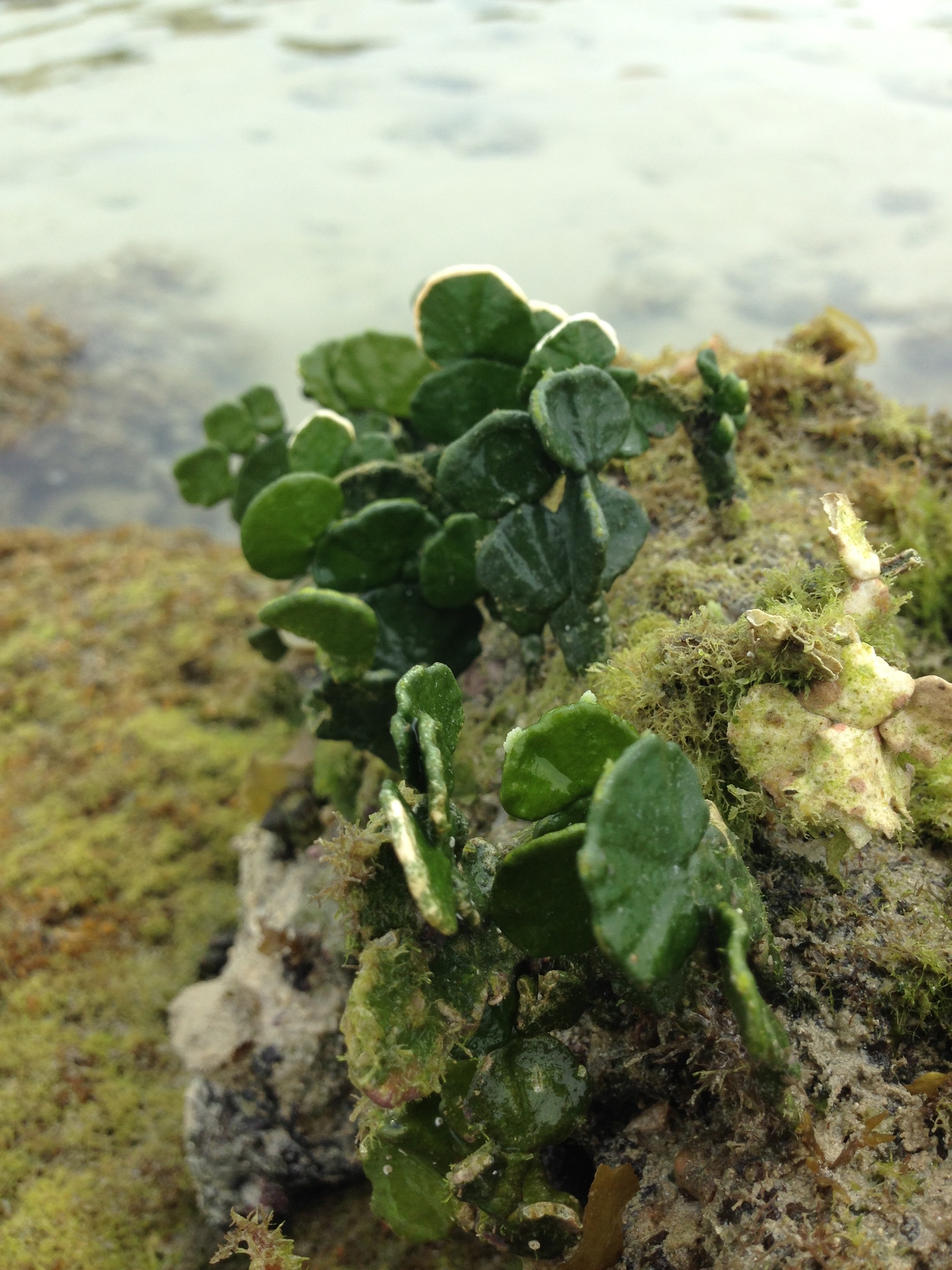 Halimeda macroloba