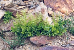Cryptogramma cascadensis