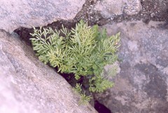 Cryptogramma cascadensis