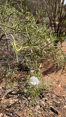 Eremophila polyclada