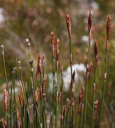Image of Capped Arrowreed by (c) Tony Rebelo, some rights reserved (CC BY-SA)