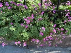Oxalis articulata