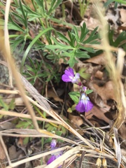 Collinsia violacea