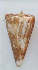 Conus monile