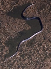 Clelia equatoriana