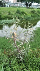 Persicaria lapathifolia lanata