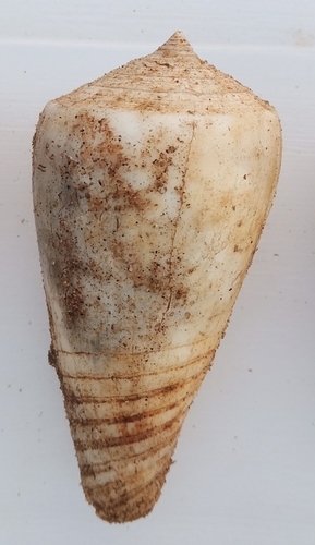 Conus inscriptus observed 2021-04-05