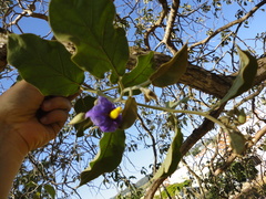 Solanum lycocarpum