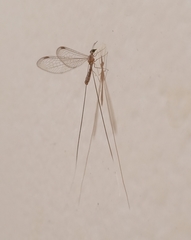 Croce filipennis