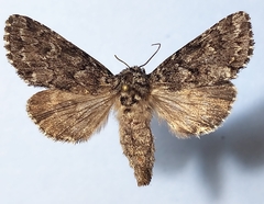 Lasionycta taigata
