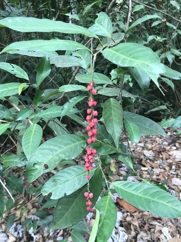 Coccoloba acuminata, photograph 2