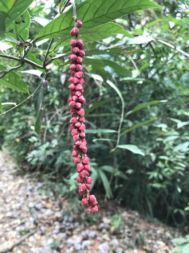 Coccoloba acuminata, photograph 3