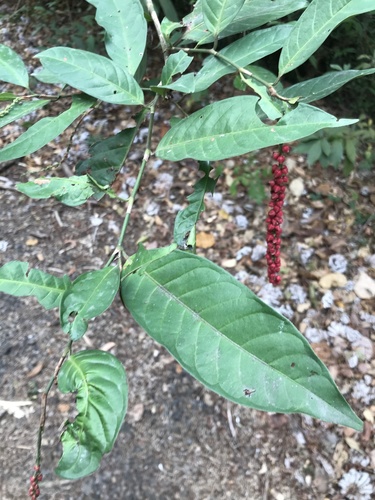 Coccoloba acuminata, photograph 4