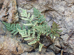 Myriopteris intertexta