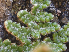 Myriopteris intertexta