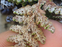 Myriopteris intertexta