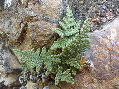 Myriopteris intertexta