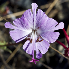 Clarkia breweri