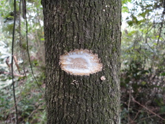 Tabernaemontana