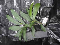 Tabernaemontana