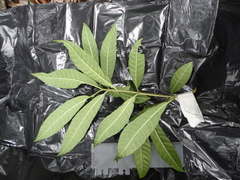 Tabernaemontana