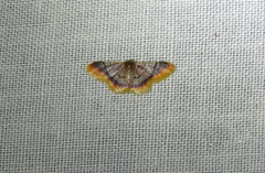 Idaea zoalma