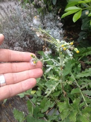 Golovinomyces fischeri