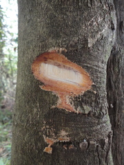 Magnoliopsida