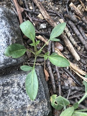 Coreopsis auriculata