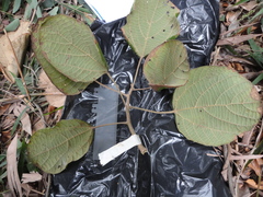 Magnoliopsida