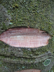 Croton