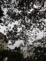 Croton
