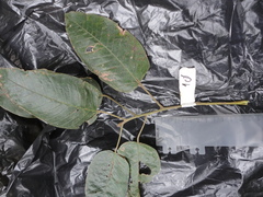 Croton