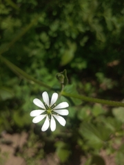 Stellaria chilensis