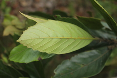 Trigonobalanus excelsa