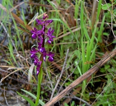Anacamptis laxiflora