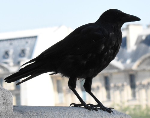 Corneja negra (Corvus corone)
